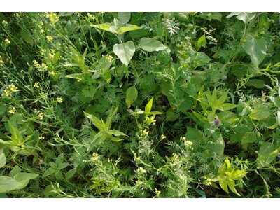 TerraLife® - AquaPro-2
