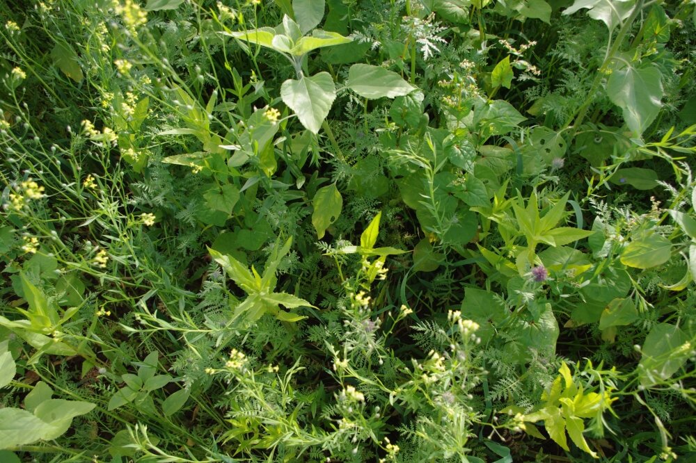 TerraLife® - AquaPro-2