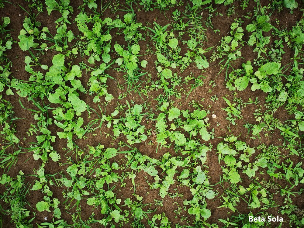 TerraLife® - BetaSola-6