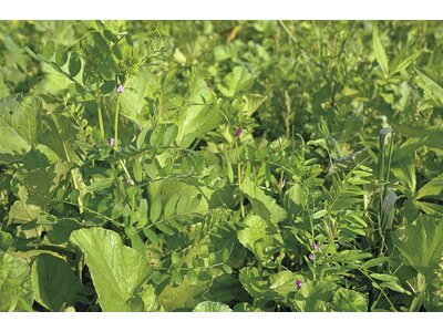 TerraLife® - BetaSola-5