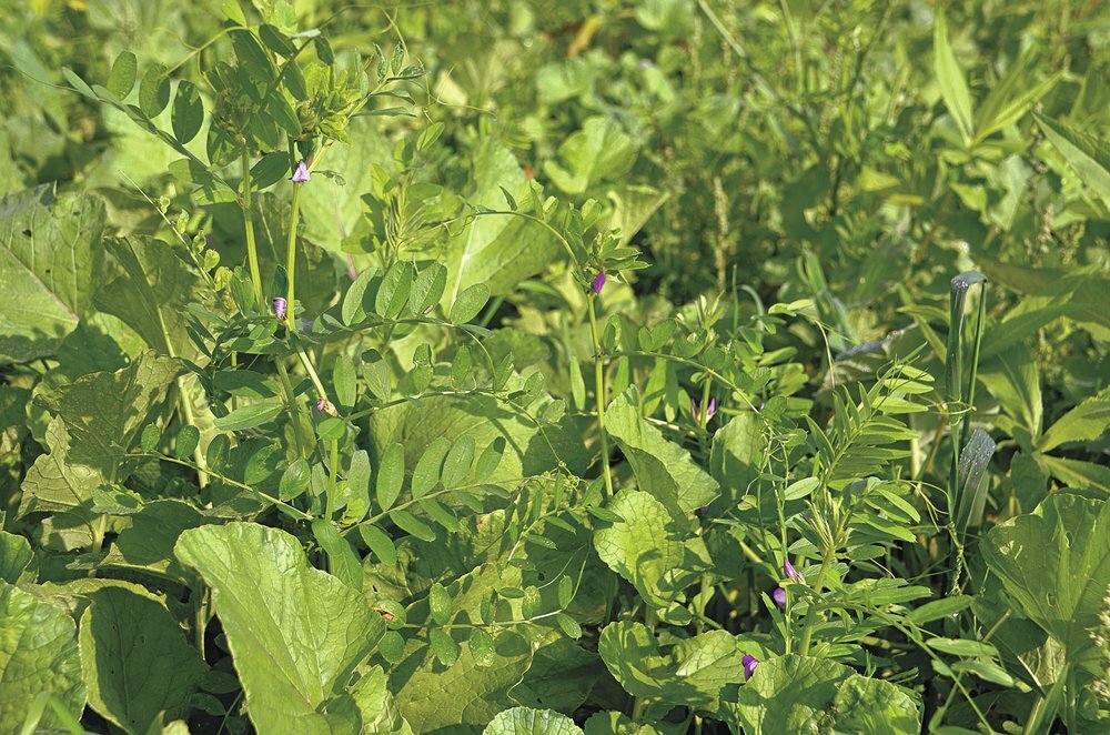 TerraLife® - BetaSola-5