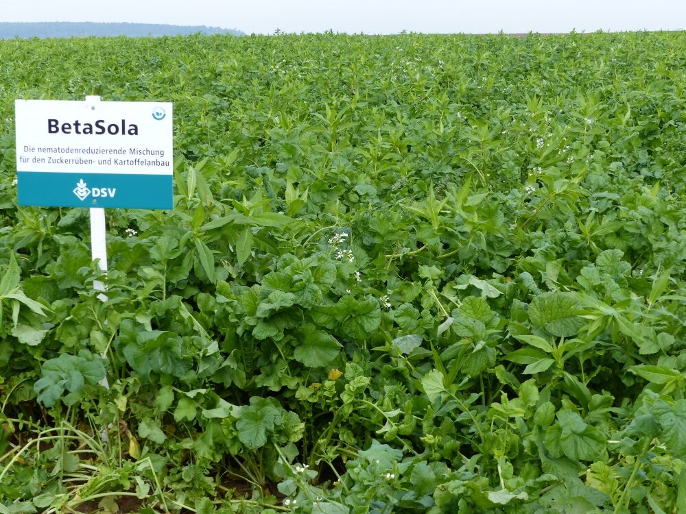 TerraLife® - BetaSola-4