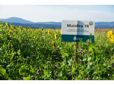 TerraLife® - MAÏS PRO DT-2