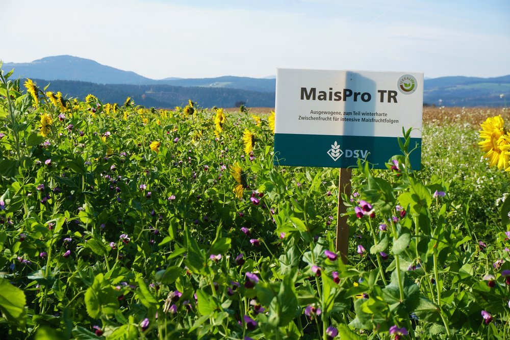 TerraLife® - MAÏS PRO DT-2