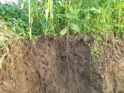 TerraLife® - MAÏS PRO DT-6
