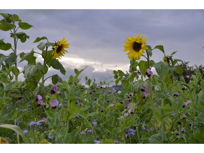 TerraLife® - MAÏS PRO DT-4