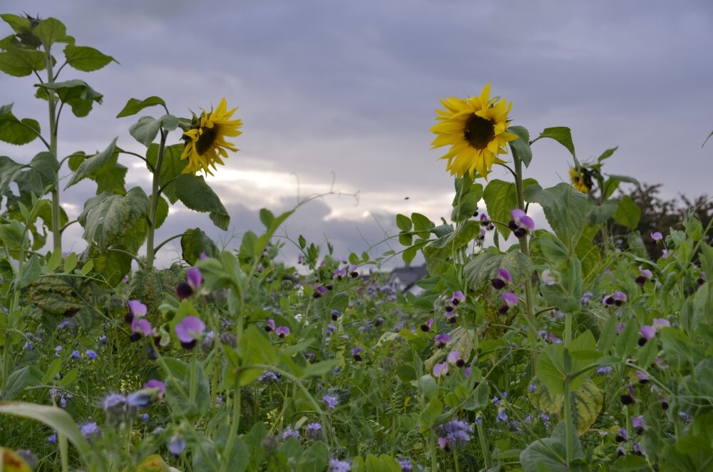 TerraLife® - MAÏS PRO DT-4