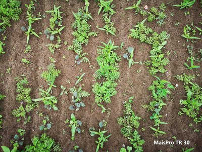 TerraLife® - MAÏS PRO DT-5