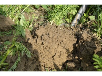 TerraLife® - MAÏS PRO DT-3