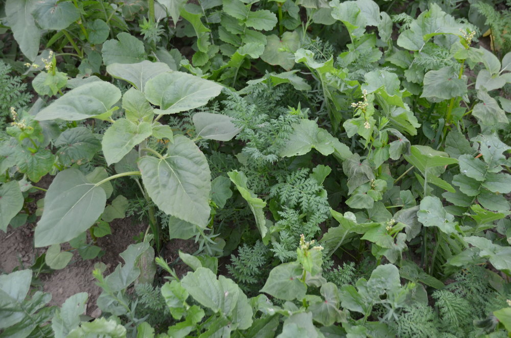 TerraLife® - Rigol DT-5