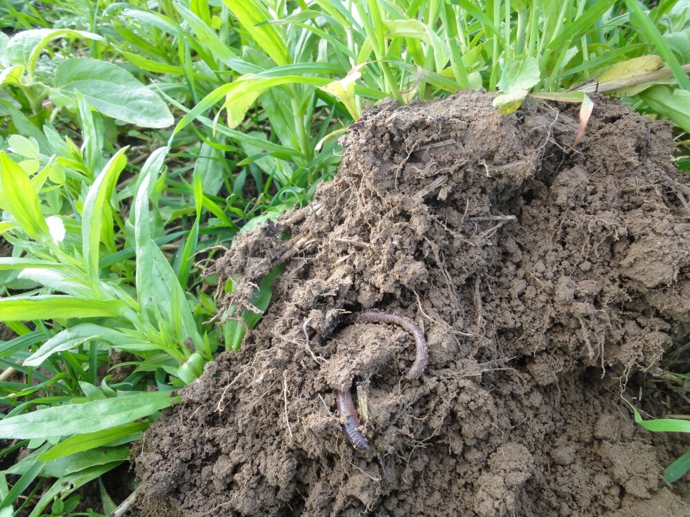 TerraLife® - Rigol DT-4