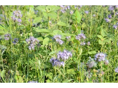 TerraLife® - Rigol DT-6