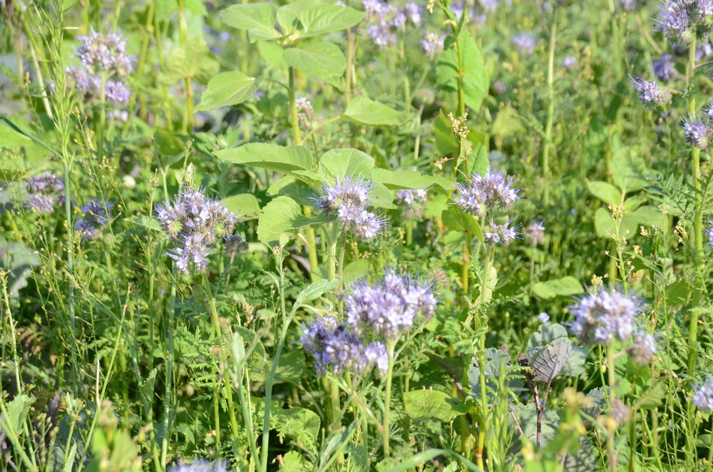 TerraLife® - Rigol DT-6