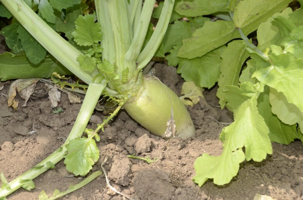 TerraLife® - Rigol DT-2