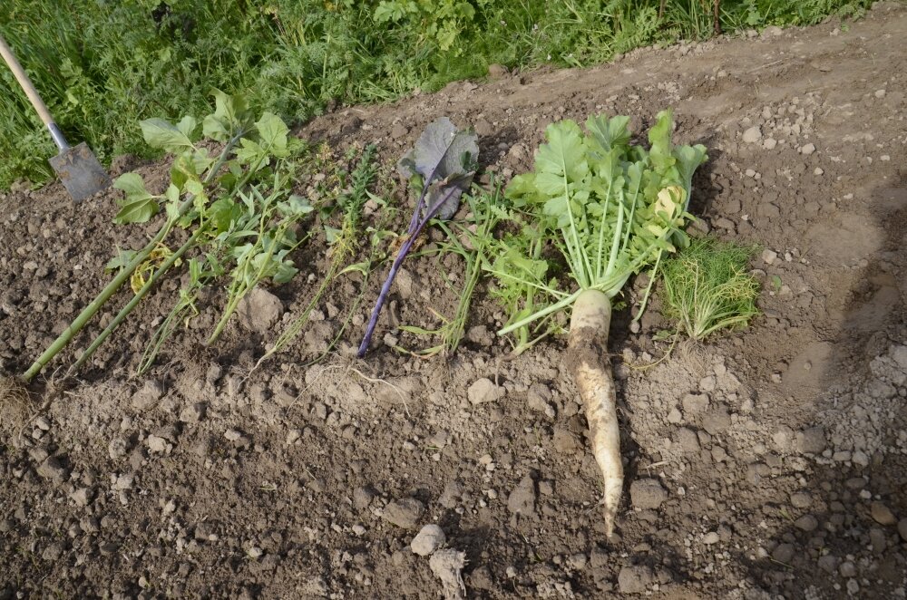 TerraLife® - VITAMAXX DT-6