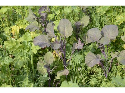 TerraLife® - VITAMAXX DT-5