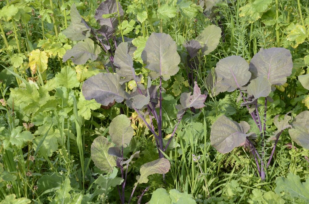 TerraLife® - VITAMAXX DT-5