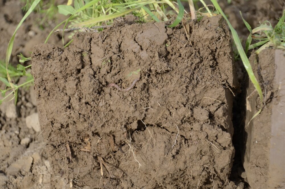 TerraLife® - VITAMAXX DT-4