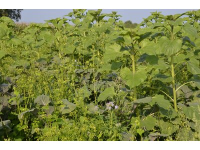 TerraLife® - VITAMAXX DT-2