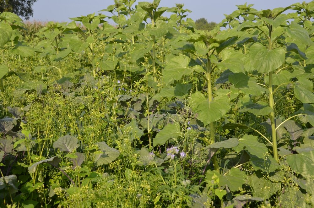 TerraLife® - VITAMAXX DT-2