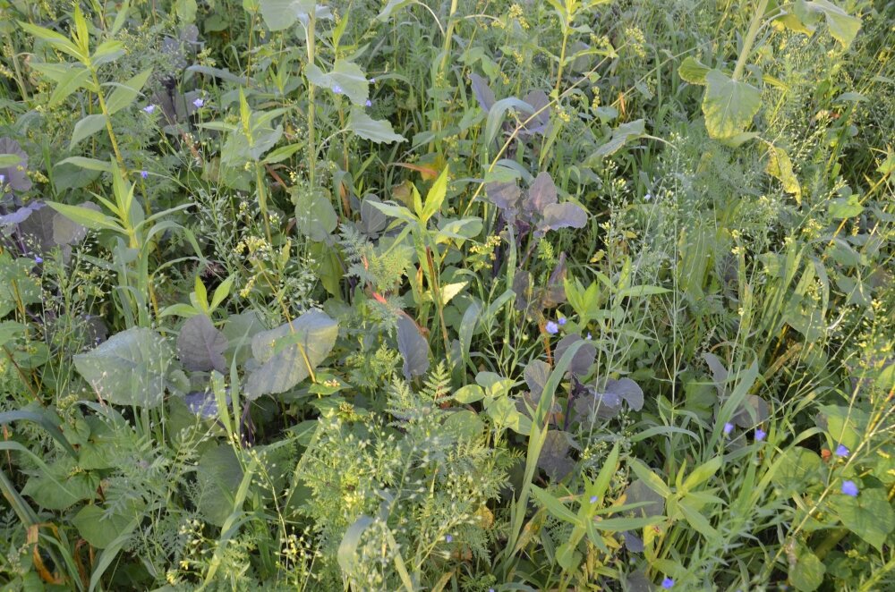 TerraLife® - VITAMAXX DT-3